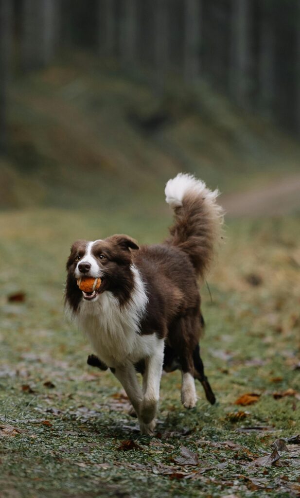chien qui court dans la forêt