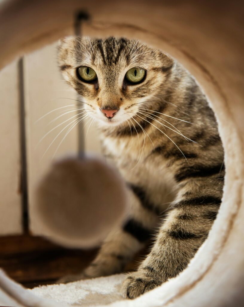 Chat qui fixe une balle
